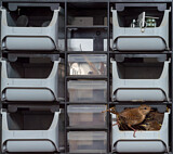 Image. Eurasian Wren