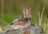 Image. Eurasian Wryneck