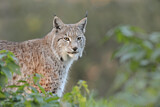 Image. Eurasischer Luchs