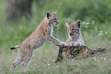 Image. Eurasischer Luchs