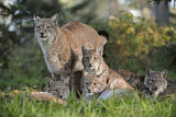 Image. Eurasischer Luchs