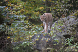 Image. Eurasischer Luchs
