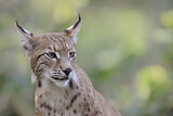 Image. Eurasischer Luchs