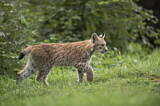 Image. Eurasischer Luchs