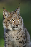 Image. Eurasischer Luchs