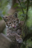 Image. Eurasischer Luchs