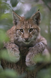 Image. Eurasischer Luchs