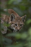 Image. Eurasischer Luchs