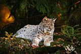 Image. Eurasischer Luchs