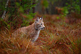 Image. Eurasischer Luchs