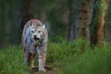 Image. Eurasischer Luchs