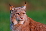 Image. Eurasischer Luchs
