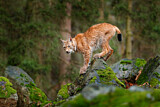Image. Eurasischer Luchs