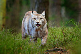 Image. Eurasischer Luchs