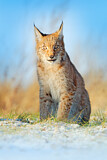 Image. Eurasischer Luchs