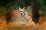 Image. Eurasischer Luchs