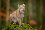Image. Eurasischer Luchs
