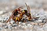 Image. Europäische Hornisse