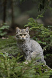 Image. Europäische Wildkatze