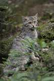 Image. Europäische Wildkatze