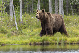 Image. Europäischer Braunbär