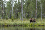 Image. Europäischer Braunbär