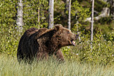 Image. Europäischer Braunbär