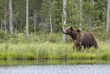 Image. Europäischer Braunbär