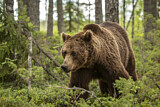 Image. Europäischer Braunbär