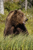 Image. Europäischer Braunbär