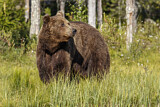 Image. Europäischer Braunbär