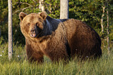 Image. Europäischer Braunbär