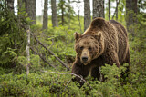 Image. Europäischer Braunbär