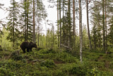 Image. Europäischer Braunbär