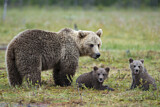 Image. Europäischer Braunbär