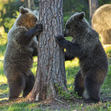 Image. Europäischer Braunbär