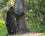 Image. Europäischer Braunbär
