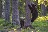 Image. Europäischer Braunbär