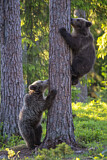 Image. Europäischer Braunbär