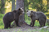 Image. Europäischer Braunbär