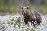 Image. Europäischer Braunbär