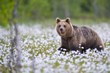 Image. Europäischer Braunbär