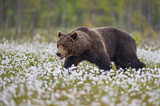 Image. Europäischer Braunbär