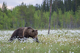 Image. Europäischer Braunbär
