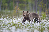 Image. Europäischer Braunbär