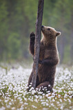Image. Europäischer Braunbär