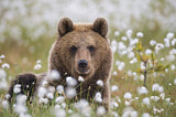 Image. Europäischer Braunbär