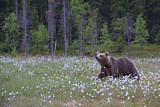 Image. Europäischer Braunbär