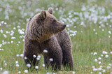 Image. Europäischer Braunbär