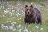 Image. Europäischer Braunbär